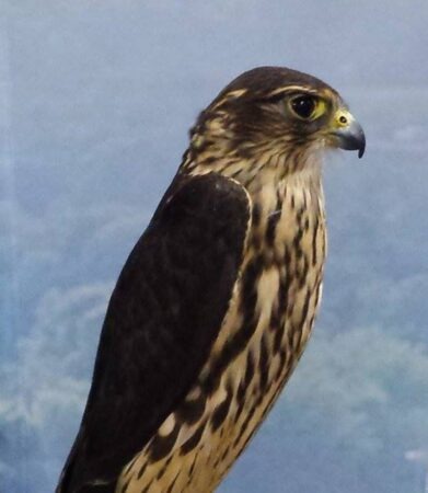 Cleo the Merlin shown outdoors on a perch with trees in the background