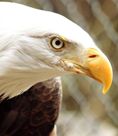 Cornelius the Bald Eagle shown up close