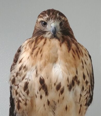Crimson the Red-tailed Hawk