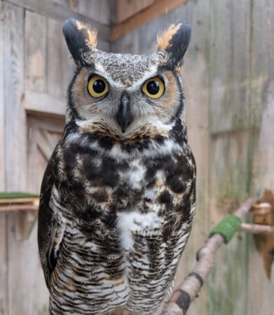 Forest the Great Horned Owl shown on a perch in an outdoor enclosure