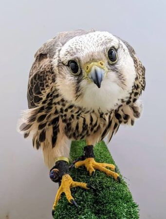 Hero the Lanner Falcon on a perch