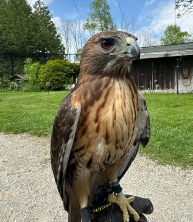 Highway the Red-tailed Hawk shown outdoors on a gloved hand
