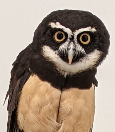 JJ the Spectacled Owl shown against a white backdrop