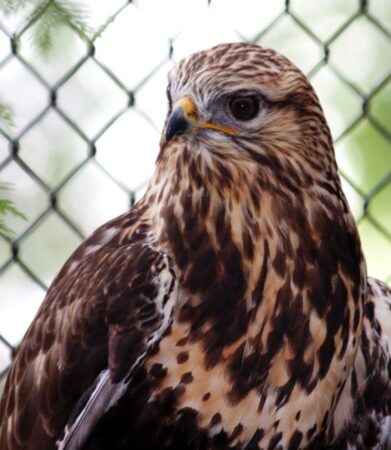 Joan the Rough-legged Hawk shown inside her enclosure