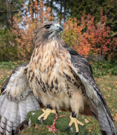 Mo the Red-tailed Hawk shown outdoors resting on a perch with red fall foliage in the background