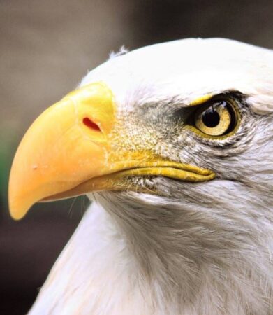 Phoenix the Bald Eagle shown up close