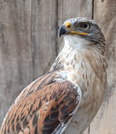 Queen the Ferruginous Hawk shown on a perch in her enclosure