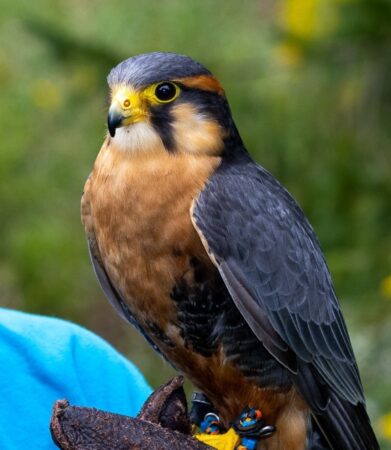 Rio the Aplomado Falcon shown outdoors on a gloved hand