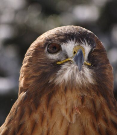 Rufus the Red-tailed Hawk, close-up shot outdoors