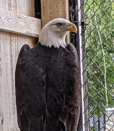 Solo the Bald Eagle shown in an outdoor enclosure
