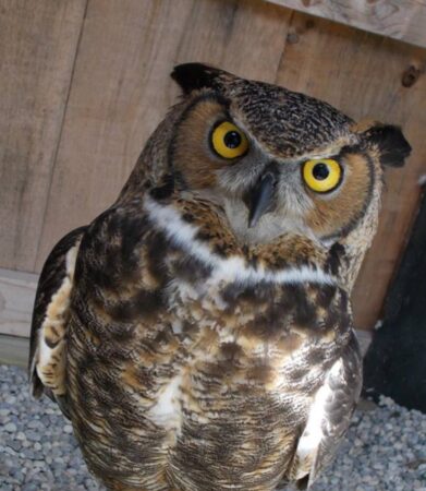 Spruce the Great Horned Owl shown inside his enclosure