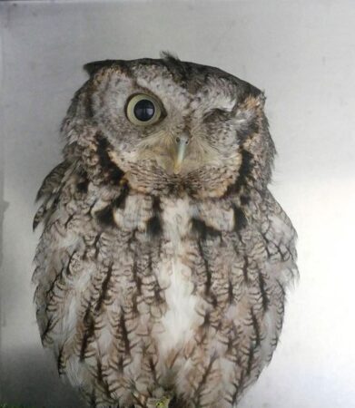 Trill the Eastern Screech Owl against a pale grey backdrop