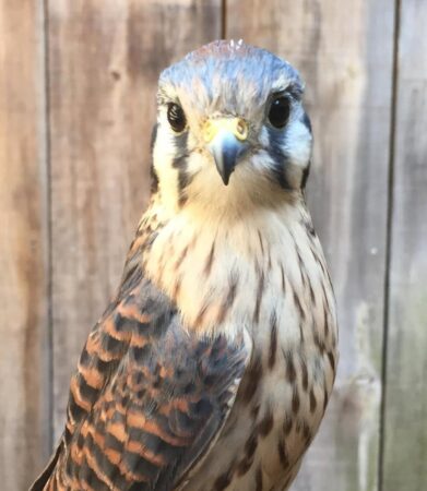 Violet the American Kestrel shown perching against a wooden backdrop
